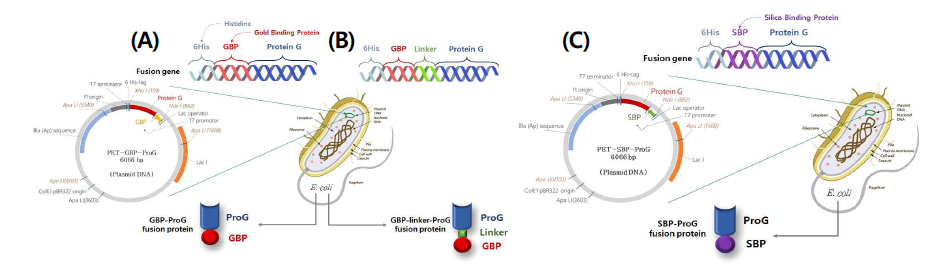 (A) GBP-ProG, (B) GBP-linker-ProG, (C) SBP-ProG의 유전자 재조합 및 합성 과정