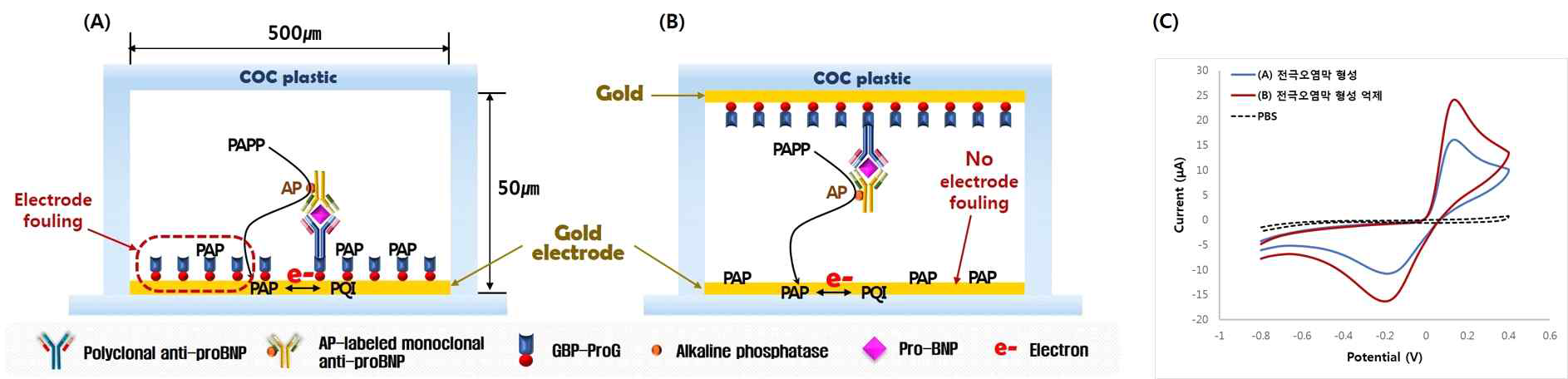 (A) 전극오염막이 형성되어 있는 칩과 (B) 전극오염막을 제거한 칩의 내부 모식도 (C) 전극오염막 형성 제거 전후 전기화학 신호 검출값 비교