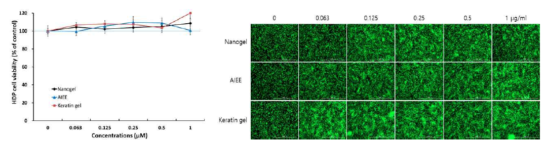 광활성 Nanogel, AIEE, Keratin 나노젤에 의한 모유두 세포의 증식 및 형광이미지