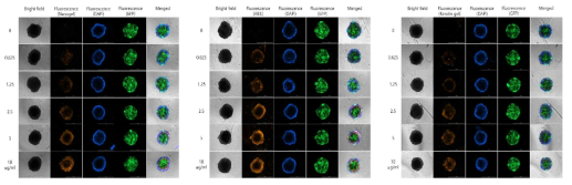 광활성 injectable 나노젤, AIEE, 케라틴 나노젤의 농도에 따른 모유두 세포의 3D spheroids