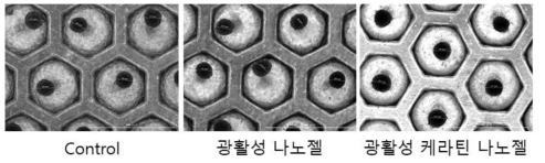 광활성 injectable BODIPY 나노젤 및 케라틴 나노젤을 처리한 모유두 세포의 3D spheroids 확대 사진
