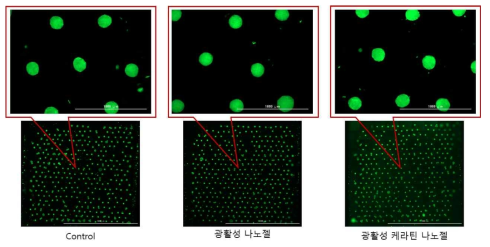 광활성 injectable BODIPY 나노젤 및 케라틴 나노젤을 처리한 모유두 세포 3D spheroids의 calcein AM staining 사진 (전체 및 일부 확대)