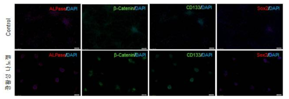 광활성 injectable 케라틴 나노젤에 의한 모유두 세포 spheroids 활성화 관련 단백질 발현