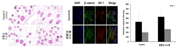 TUNEL staining에 의한 hair follicle과 beta-catenin과 IGF-1 단백질 발현