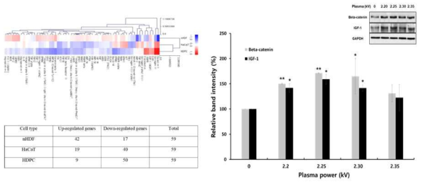 세포 활성화 관련된 단백질들의 발현을 나타낸 heatmap과 모발 성장 촉진과 관련된 beta-catenin과 IGF-1 단백질의 western blot 결과
