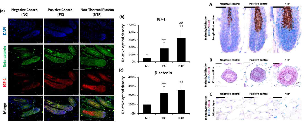 In vivo hair follicle에서의 beta-catenin과 IGF-1 단백질 발현과 CD34와 CD44 RNA 발현에 대한 플라즈마의 효과