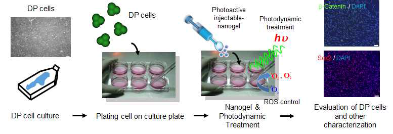 광활성 injectable 나노젤에 의한 DP cell 증식 촉진에 대한 연구 가설 개념도
