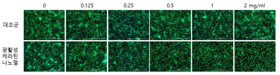 광활성 injectable 케라틴 나노젤의 세포독성 형광이미징 결과