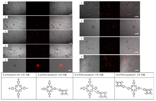 포르피린-POSS 나노 물질의 COS-7 cell(왼쪽) 과 fish cell(오른쪽)에의 세포 흡수율 연구