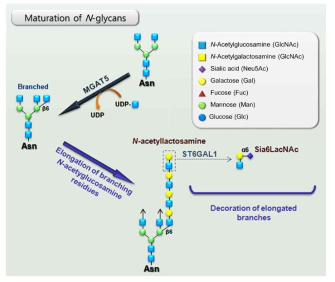 N-glycan의 branching과 elongation에 따른 구조 변화