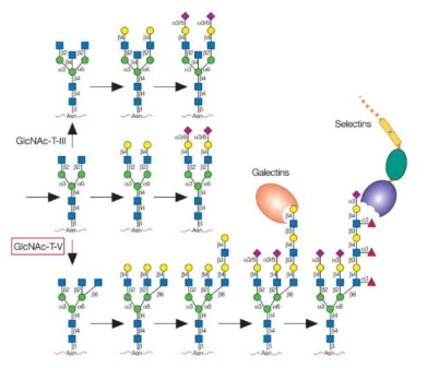 GlcNAc-T-III, V 효소 활성에 따른 glycan의 구조 변화