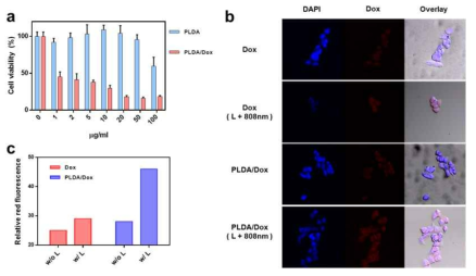 합성멜라닌을 활용한 약물전달 실험 a) PLDA와 PLDA/Dox의 세포생존능. b) Dox와 PLDA/Dox의 세포 내 형광 발색 이미지. c) Dox와 PLDA/Dox의 형광발색 정량분석