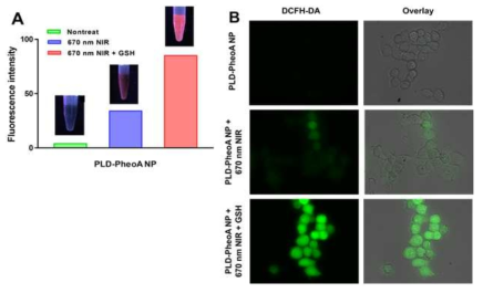 A) PLD-PheoA NPs 처리된 HCT 116 세포의 형광강도변화와 B) 공초점현미경 이미지