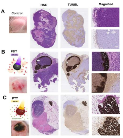 암세포에 대한 H&E 및 TUNEL 염색 조직학적 이미지 A. 대조군, B. PLD-PheoA/Dox NPs의 PDT효과 확인, C. PLD-PheoA/Dox NPs의 PTT효과 확인