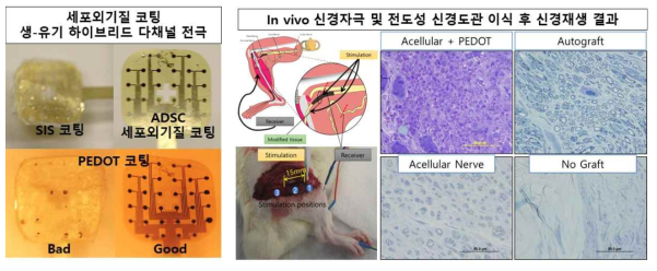 세포외기질 코팅 생-유기 하이브리드 전극 및 in vivo 신경자극/신경재생 결과