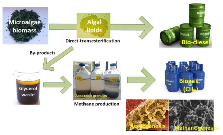 가축분뇨 처리 후 수확된 미세조류 biomass의 에너지화 개략도