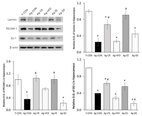 해마(hippocampus)의 신경혈관 단위(neurovascular unit) 구성 단백질의 웨스턴 블롯 결과. O.D., optical density; * p<.05 v.s..Y-CON # p<.05; v.s..Ag-CON