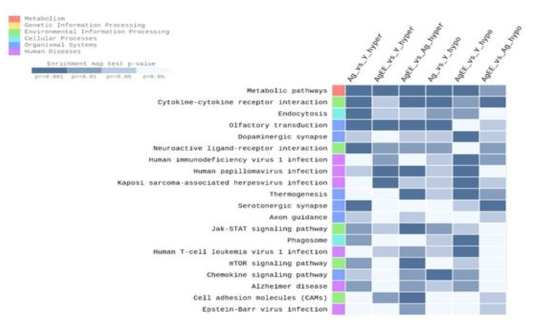 The results of the KEGG pathway analysis on the top 20 terms in enrichment test