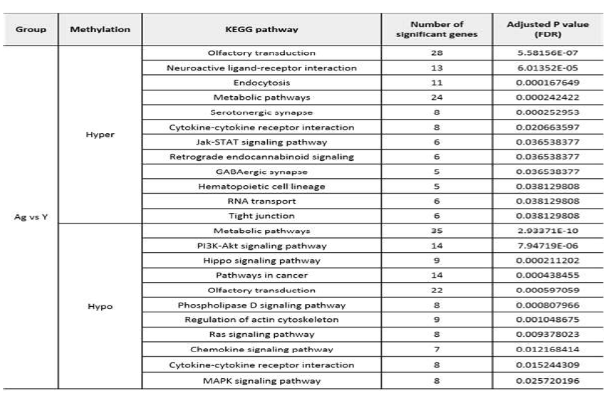 Significant KEGG pathways of differently methylated promoters in the Age vs Y