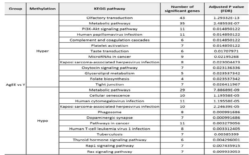 Significant KEGG pathways of differently methylated promoters in the AgEE vs Y