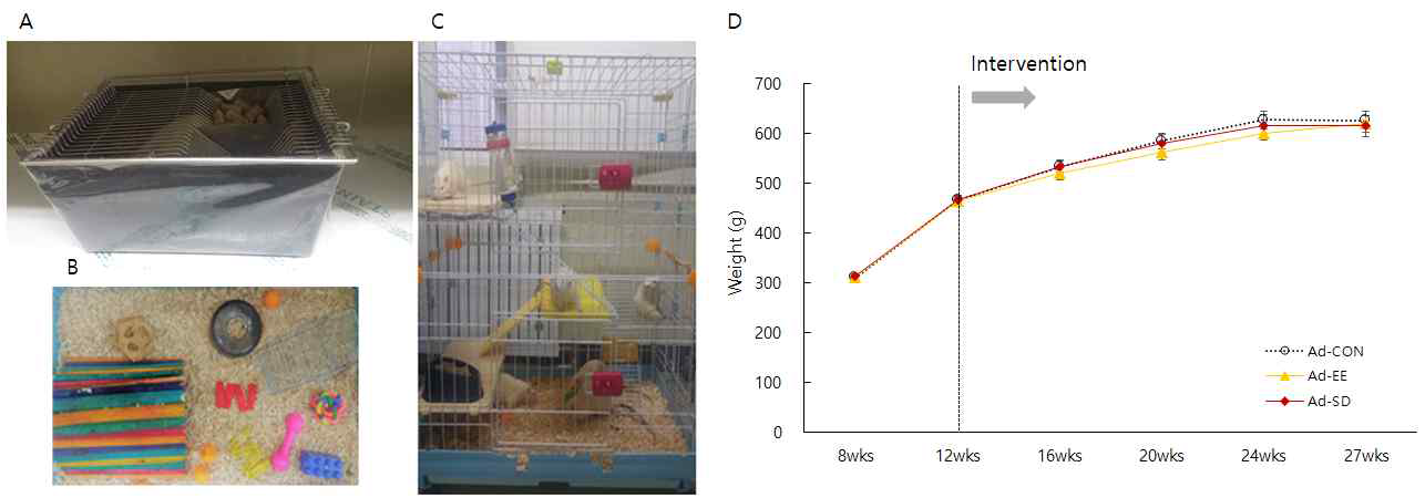 A. 사회적 고립, B&C. 풍요로운 환경, C. EE vs, SD 중재로 인한 체중 변화