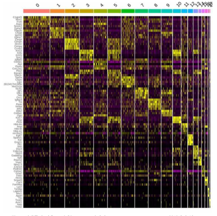 발생중인 마우스 치배(tooth germ)에서 single cell RNA-sequencing 분석에서 각 cluster 별로 signature한 gene을 보여주는 heatmap. 세포집단 13번에서만 Shh의 발현이 뚜렷하게 나타나는 것을 보여주고 있음