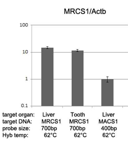 간, 치아(tooth), 폐에서 MRCS1 목표 RNA 프로브와 MACS1 목표 RNA 프로브로 상보결합을 시켰을 경우, MRCS1 DNA의 획득량을 보여주는 표