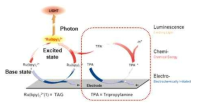 Ruthenium 과 TPA를 이용한 전기화학발광 원리