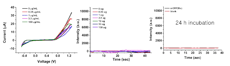 Ruthemium이 결합된 anti-CRP 항체에 대한 일체형 전극 전기화학발광 신호. 항체 농도에 따른 전기화학 신호 (좌). 항체 농도에 따른 실시간 발광신호 (중). 전극 위 24시간 항체 고정하였을 때 발광 신호 (우)