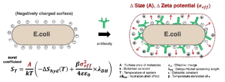 대장균에 항체 결합에 따른 크기 및 제타전위 변화