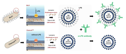 anti-LPS 타겟 항체와 결합 여부를 확인하기 위해 BL21 대장균(w/ LPS)과 Clearcoli(w/o LPS)를 이용해 대장균 whole cell로부터 외막입자를 제조 및 항체 결합 모식도