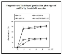애기장대 야생종과 snl1234-1, abi3-16, snl1234-1 abi3-16 돌연변이체를 이용하여 0일, 2일, 4일, 6일, 8일, 10일 동안 stratification 시킨 후 constant light 처리 3일째 종자 시료에서 종자 발아 효율을 측정하였다