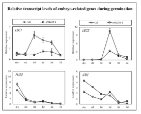 애기장대 야생종과 snl1 snl2 snl3 snl4 사중 돌연변이체를 이용하여 종자 발아 동안 즉 2, 4일 동안 stratification 시킨 후 constant light 처리 날짜 별(0일, 1일, 3일, 7일) 종자 시료에서 embryo-related 유전자들의 발현을 관찰. 각 유전자의 transcription level은 UBQ11 발현 level로 normalize 하였다