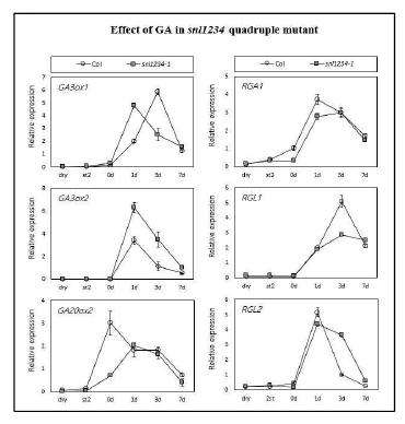 애기장대 야생종과 snl1 snl2 snl3 snl4 사중 돌연변이체를 이용하여 2, 4일 동안 stratification 시킨 후 constant light 처리 날짜 별(0일, 1일, 3일, 7일) 종자 시료에서 지베렐린(GA) 합성 유전자와 지베렐린(GA) 신호전달 유전자들의 발현을 관찰. 각 유전자의 transcription level은 UBQ11 발현 level로 normalize 하였다