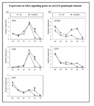 애기장대 야생종과 snl1 snl2 snl3 snl4 사중 돌연변이체를 이용하여 2, 4일 동안 stratification 시킨 후 constant light 처리 날짜 별(0일, 1일, 3일, 7일) 종자 시료에서 ABA 생합성 유전자와 ABI 하위 유전자들의 발현을 관찰. 각 유전자의 transcription level은 UBQ11 발현 level로 normalize 하였다