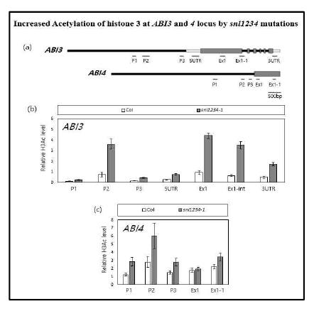 애기장대 야생종과 snl1, snl2, snl3, snl4 사중 돌연변이체를 이용하여 2, 4일 동안 stratification 시킨 후 constant light 처리 3일째 종자 시료에서 ABI3와 ABI4 유전자의 H3Ac 수준 변화 관찰. 면역침전 된 chromatin 은 input과 UBQ11으로 normalization 하였다