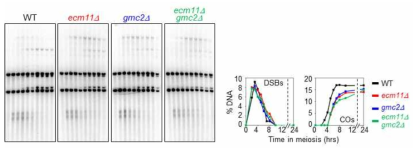 Ecm11과 Gmc2 유전자의 결손으로 인한 COs 생성 억제 현상