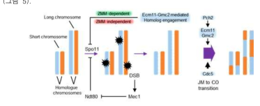 Ecm11-Gmc2 유전자가 상동재조합 과정에 미치는 영향의 모델