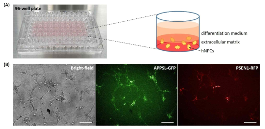 96-well plate 기반 삼차원 세포 배양 및 hNPCs 뇌세포 분화 과정 (A) 96-well plate를 활용한 삼차원 세포배양의 개략도. (B) 2주 분화 뇌세포는 neurite 구조가 발달하는 등 형태학적 분화가 진행되며 (왼쪽), 분화 중에도 알츠하이머 형질전환 유전자 APPSL 및 PSEN1 발현이 지속되는 것을 볼 수 있다 (중간, 오른쪽). 세포 시료는 30 μm 두께로 z-stack 촬영하였다 (scale bar: 200 μm)