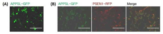 알츠하이머 형질전환 유전자의 reporter gene 발현 확인 (A) hNPCs에 CMV-APPSL-IRES-GFP transgene 형질도입 후 GFP reporter gene 발현을 확인하였다 (scale bar: 200 μm). (B) APPSL이 형질도입된 hNPCs에 이차적으로 CMV-PSEN1-IRES-RFP transgene을 형질도입한 후 GFP와 RFP reporter gene을 동시에 발현하는 cell population을 확인하였다 (scale bar: 400 μm)
