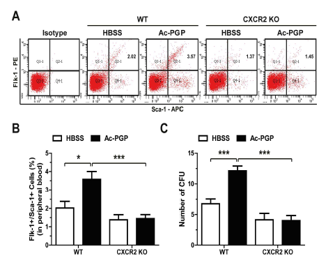 Ac-PGP에 의한 혈관내피세포 동원과정에서 CXCR2의 역할 규명