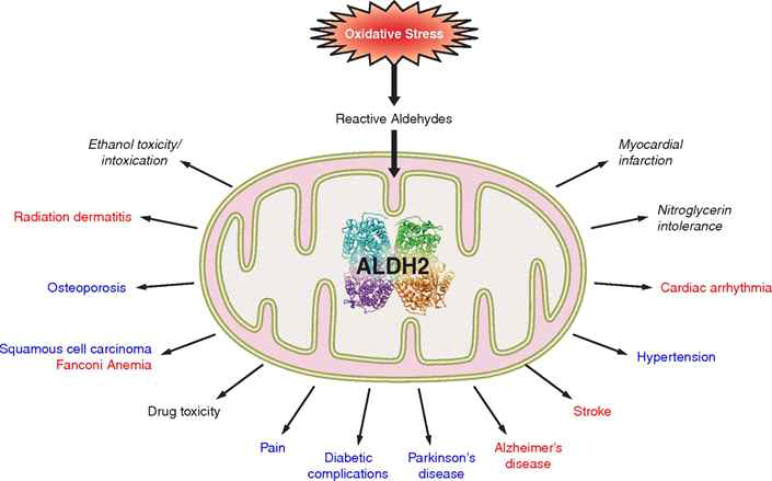 다양한 질환의 치료 타겟으로써 ALDH2