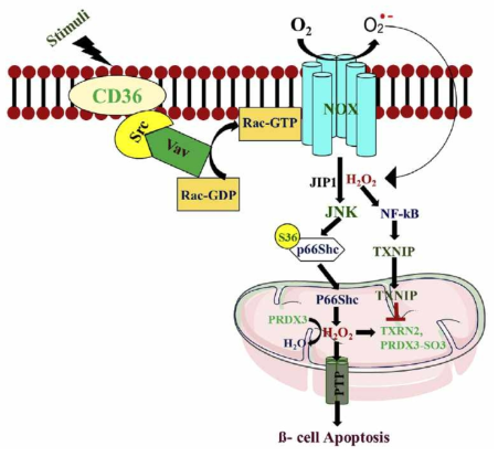 The novel role of CD36 in the early molecular events leading to ceramide-induced redoxosome activation (Src-Rac1-NADPH oxidase complex)