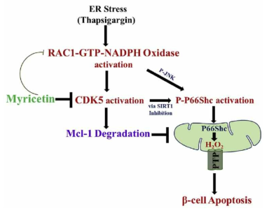 Schema of how myricetin protects beta cells against thapsigargin-induced toxicity