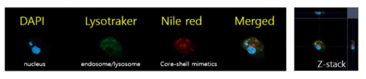 종양모사 바이오로직스 처리 후 수지상세포 공초점 현미경 관찰(z-stack)