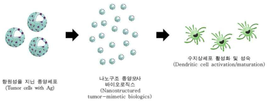 나노구조 종양모사 바이오로직스의 제조 및 면역세포로의 전달