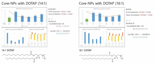 Core-NPs의 표면 DOTAP을 통한 제타저위변화 및 암세포베지클을 이용한 코어-쉘 미메틱스 제조