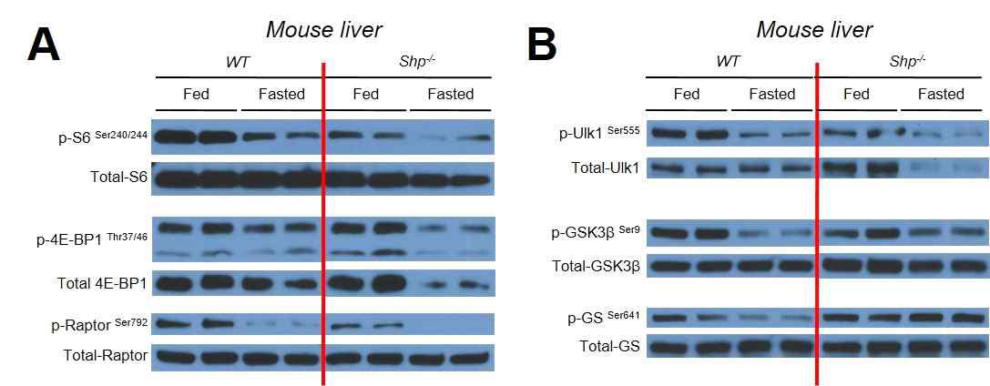 mouse liver tissue의 오타퍼지 및 오타퍼지 조절 단백질 활성 분석. 수컷 C57BL/6 wild type (WT)과 동일한 background의 Shp-/- mice에 ad libitum으로 정상식이 (normal chow diet)를 준 조건과 24시간 동안 굶긴 조건의 liver tissue에서 오타퍼지 관련 Western blotting analysis를 수행함