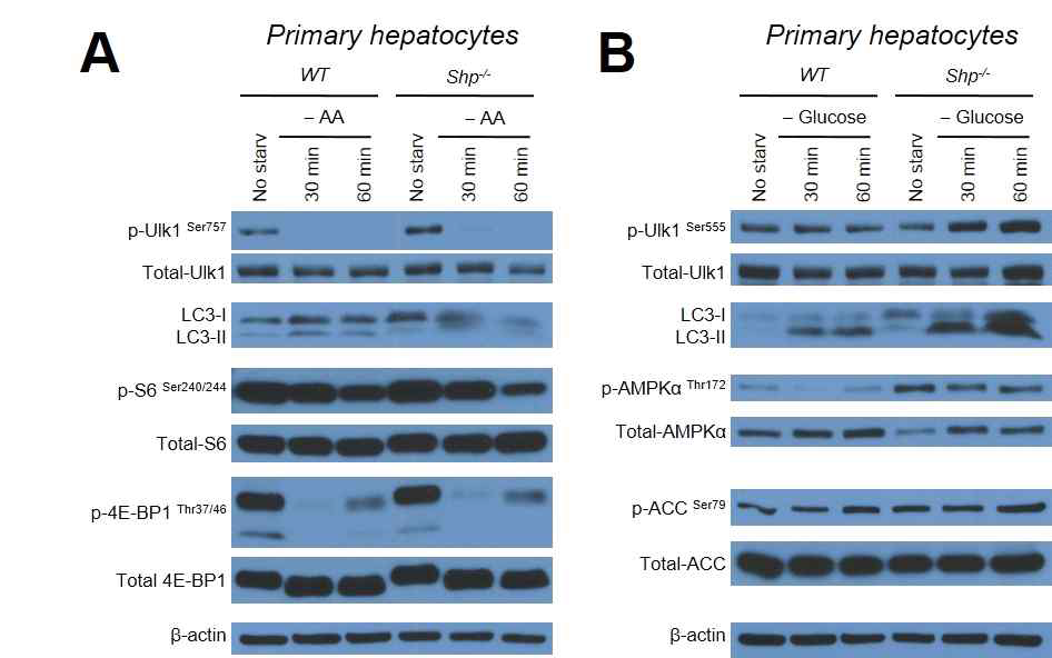 mouse primary hepatocyte의 오타퍼지 및 오타퍼지 조절 단백질 활성 분석. amino acids 및 glucose가 없는 culture media에 수컷 C57BL/6 wild type (WT)과 동일한 background의 Shp-/- mice에서 준비한 primary hepatocyte를 30분 또는 60분 동안 배양한 후 오타퍼지 및 오타퍼지 조절 단백질들의 활성 확인을 위해 Western blotting analysis를 수행함