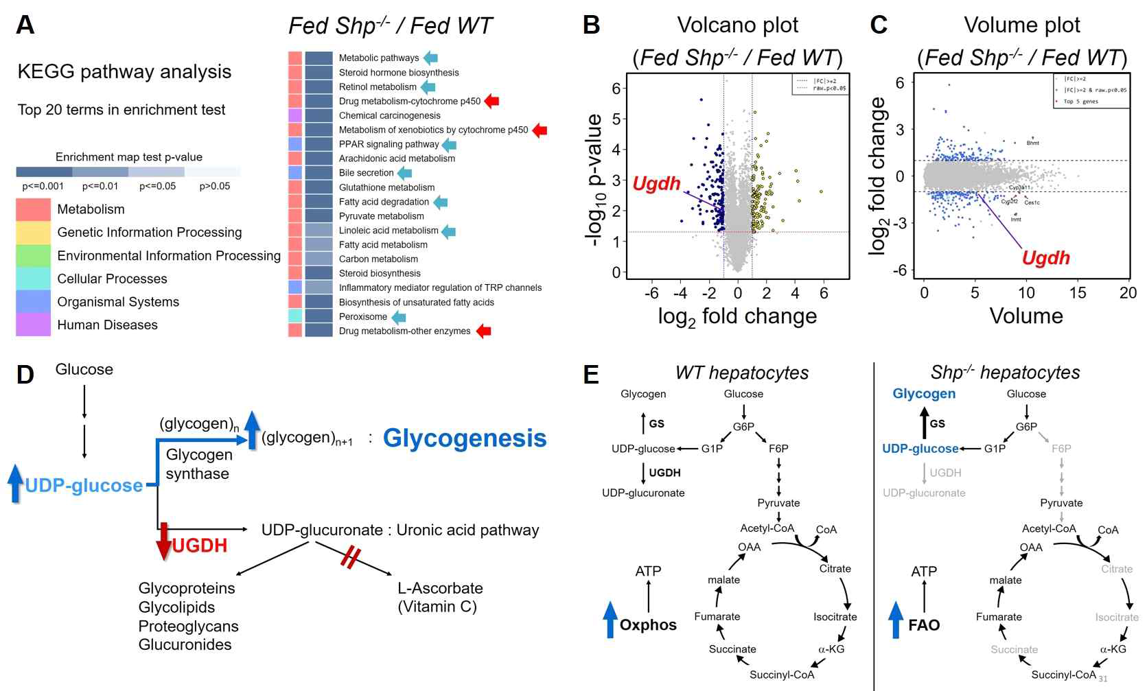 mouse primary hepatocyte의 에너지 대사 관련 활성 분석. 수컷 C57BL/6 wild type (WT)과 동 일한 background의 Shp-/- mice에서 준비한 primary hepatocyte를 seahorse XF analyzer를 이용하여 glycolysis, mitochondrial respiration 및 fatty acid oxidation rate 분석